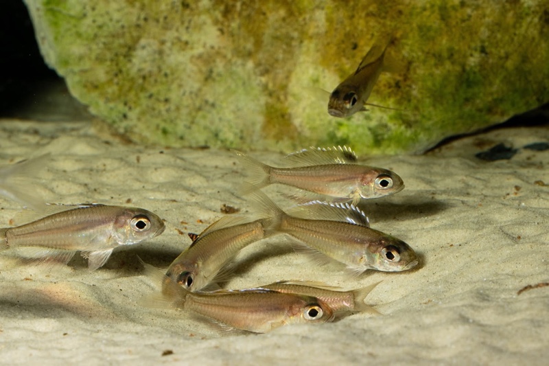 Trematocara stigmaticum 'Kigoma area'